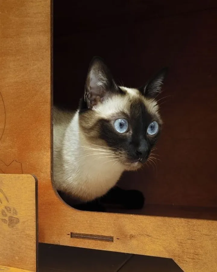 Арпеник в гостях в Happy Friends Cat Hotel