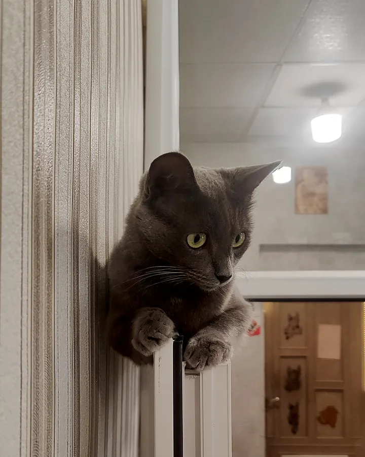 Мурзик в гостях в Happy Friends Cat Hotel