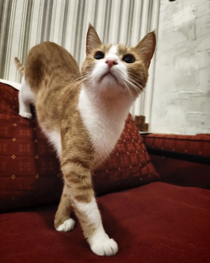 Рыжик в гостях в Happy Friends Cat Hotel