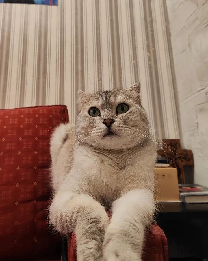 Китти в гостях в Happy Friends Cat Hotel