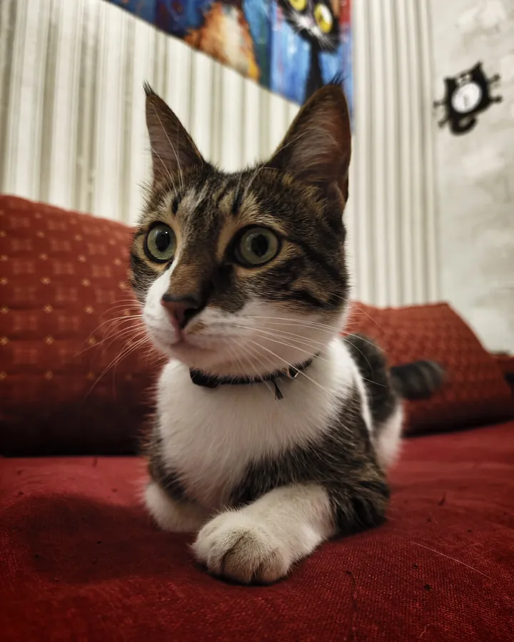 Лео в гостях в Happy Friends Cat Hotel