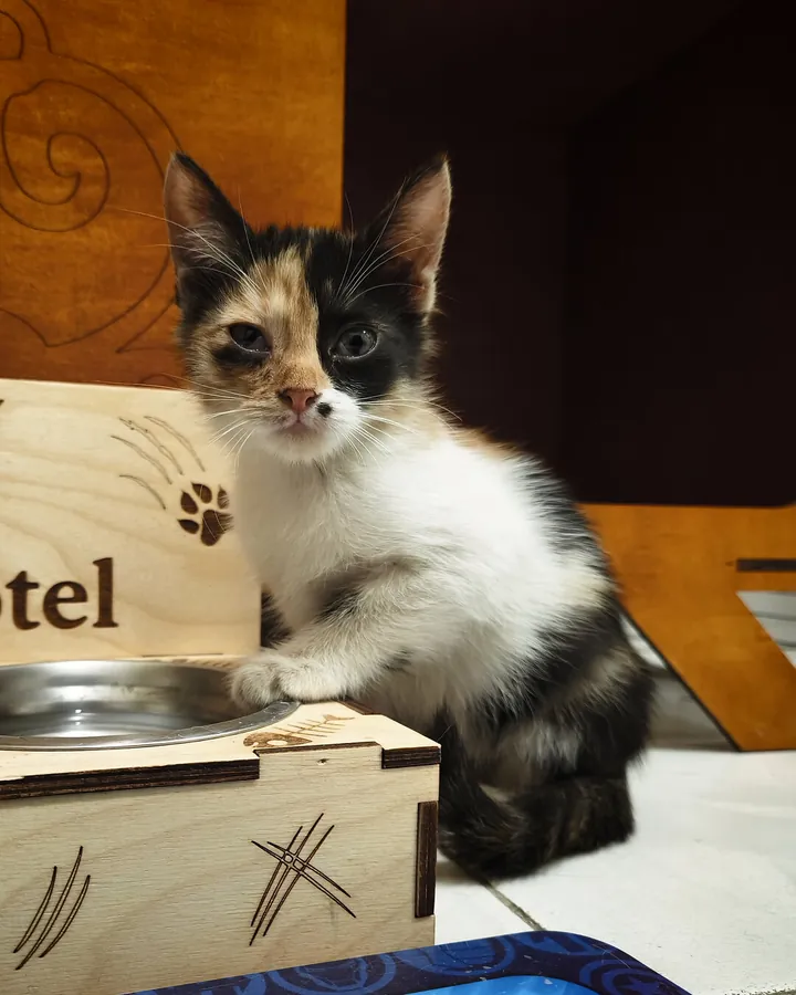 Лола в гостях в Happy Friends Cat Hotel