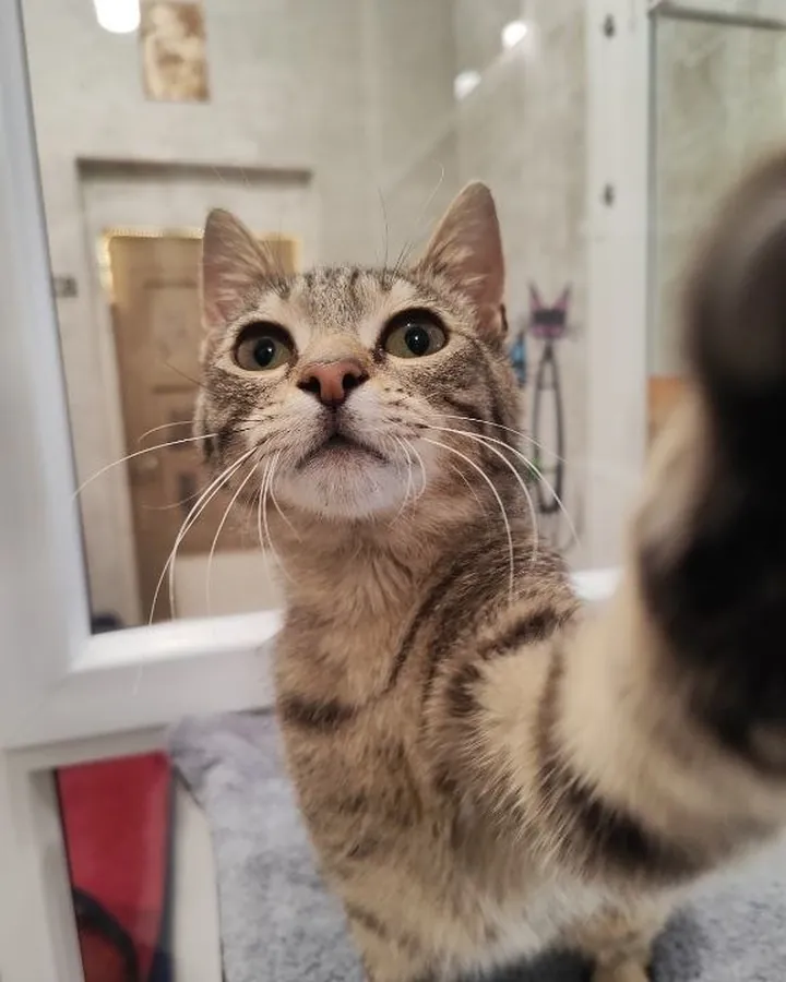 Мию в гостях в Happy Friends Cat Hotel