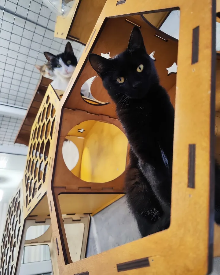 Мосо в гостях в Happy Friends Cat Hotel