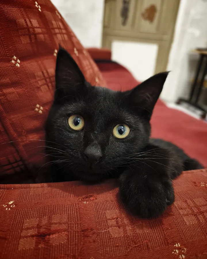 Севук в гостях в Happy Friends Cat Hotel