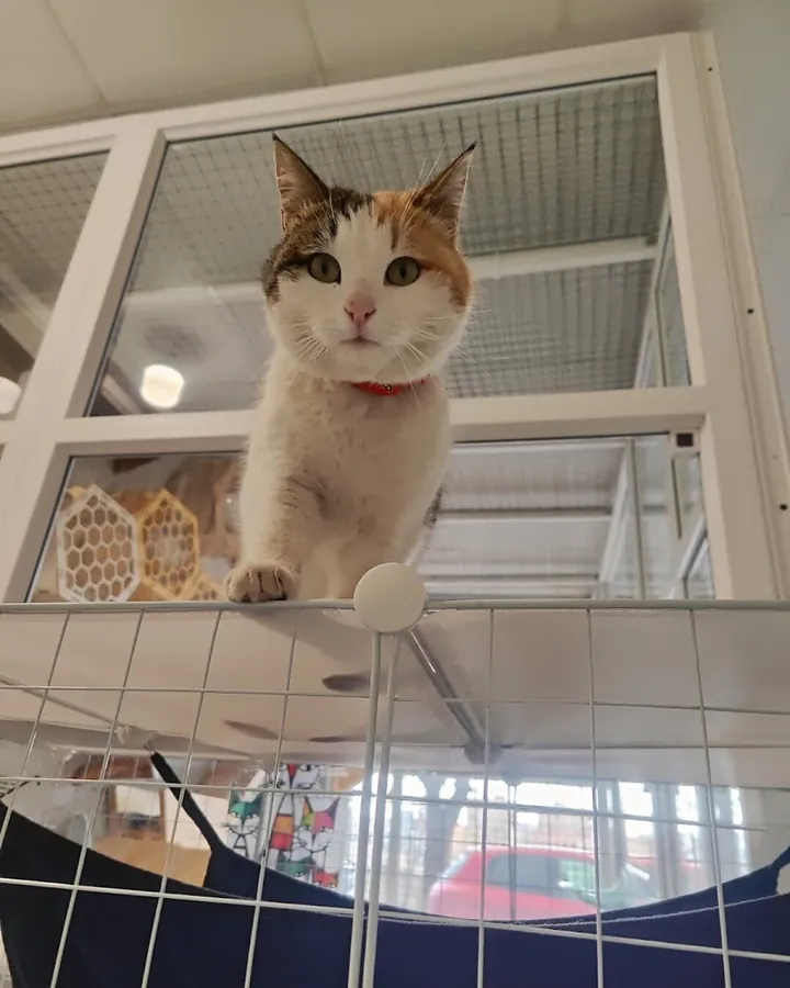 Шеко в гостях в Happy Friends Cat Hotel