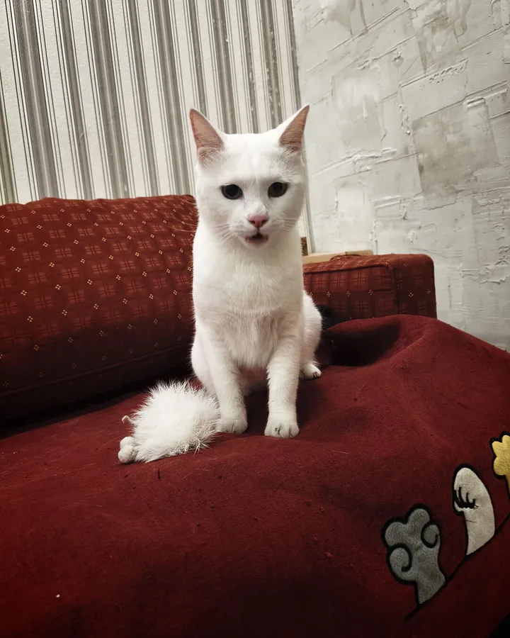 Зевс в гостях в Happy Friends Cat Hotel
